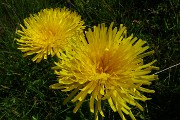 23 Giallo splendente della costolina alpina